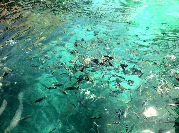 188756_205257266157230_6851324_n