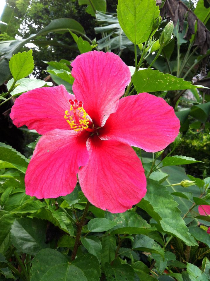 250048_529475710402049_439796706_n