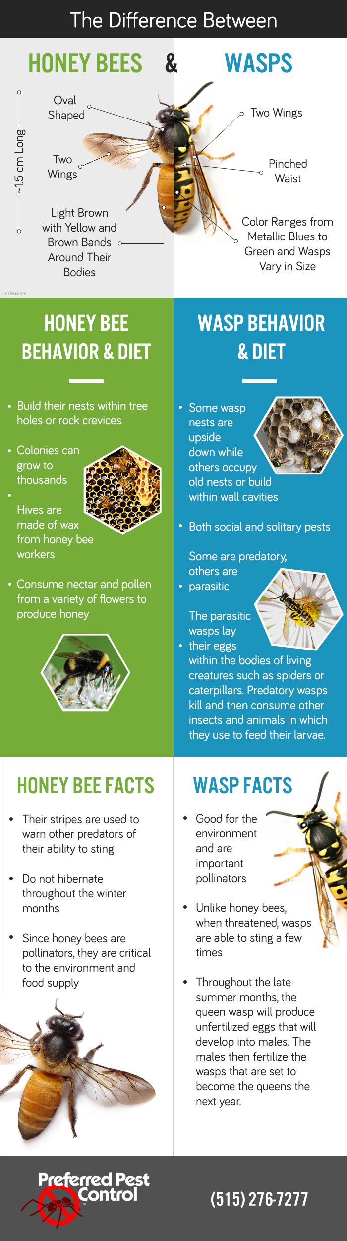 honeybee-and-wasps-updated