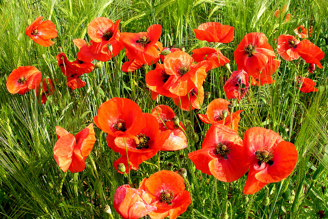 248c0550e7f7d3ccf4e88471a9d41e84