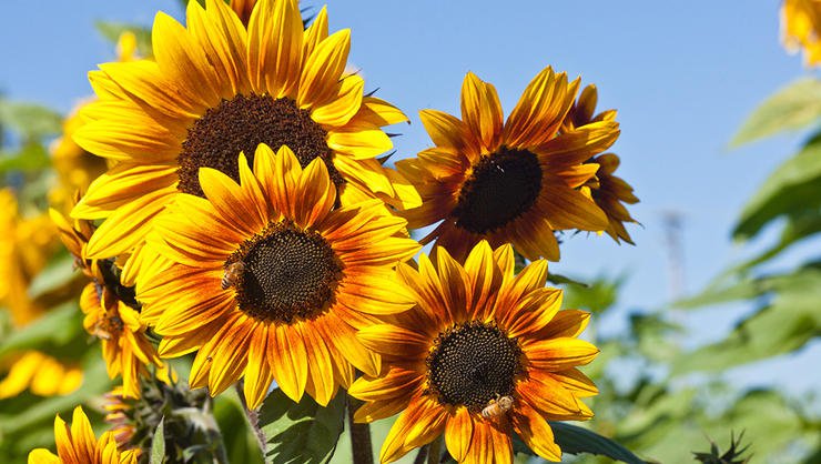 sunflower fields-bavaria