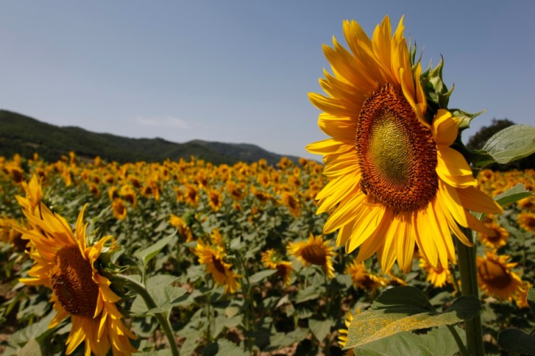 sunflower