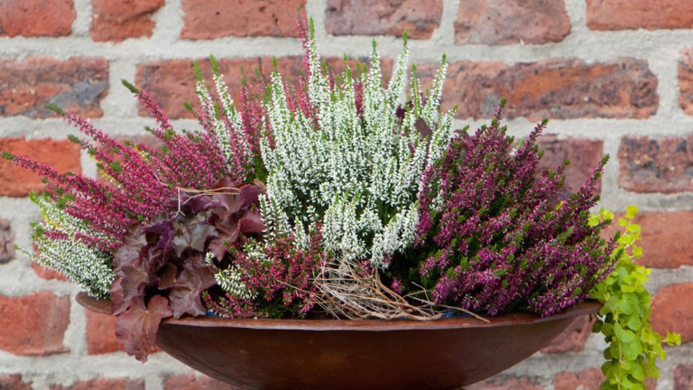 Calluna-Valentina-in-Planter