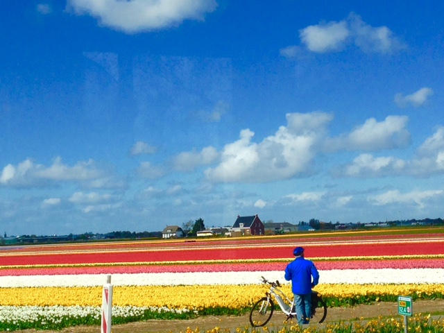 keukenhof pedestrian 2