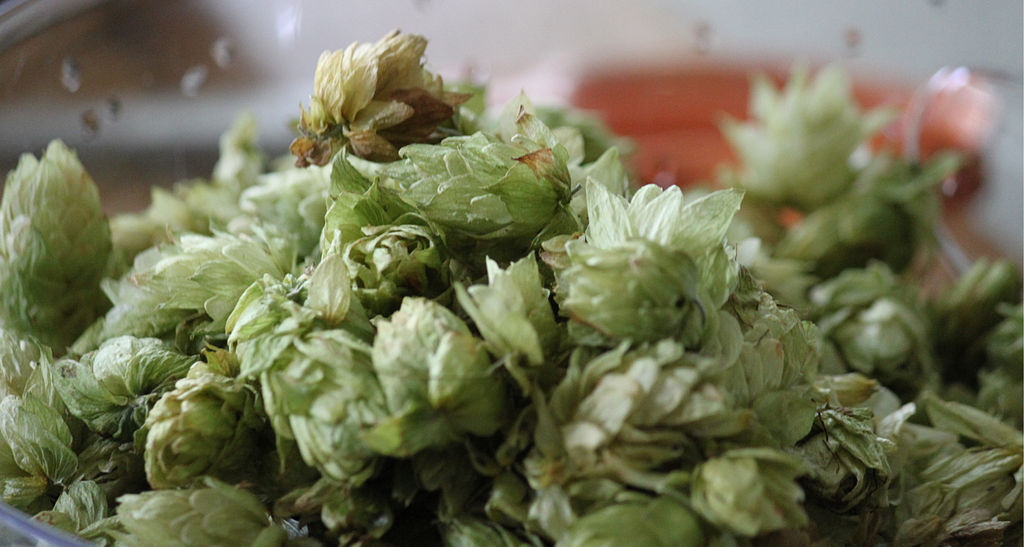 1024px-Freshly_picked_hops