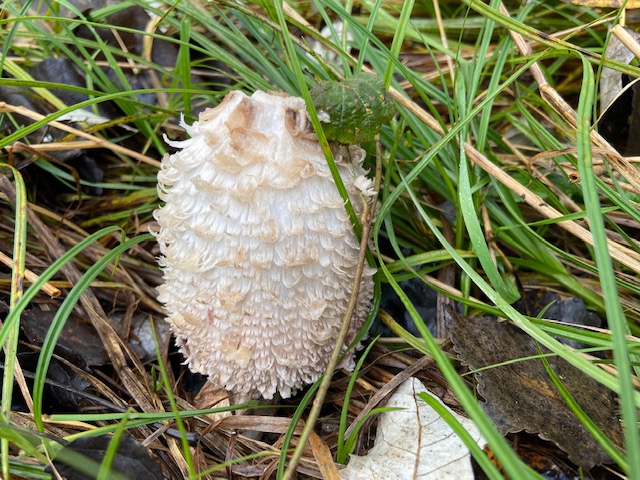 This one is really looking so cool!